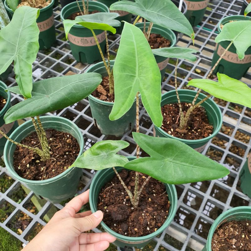 อโลคาเซียม้าลาย alocasia zebrina มาในกระถางพร้อมตั้ง