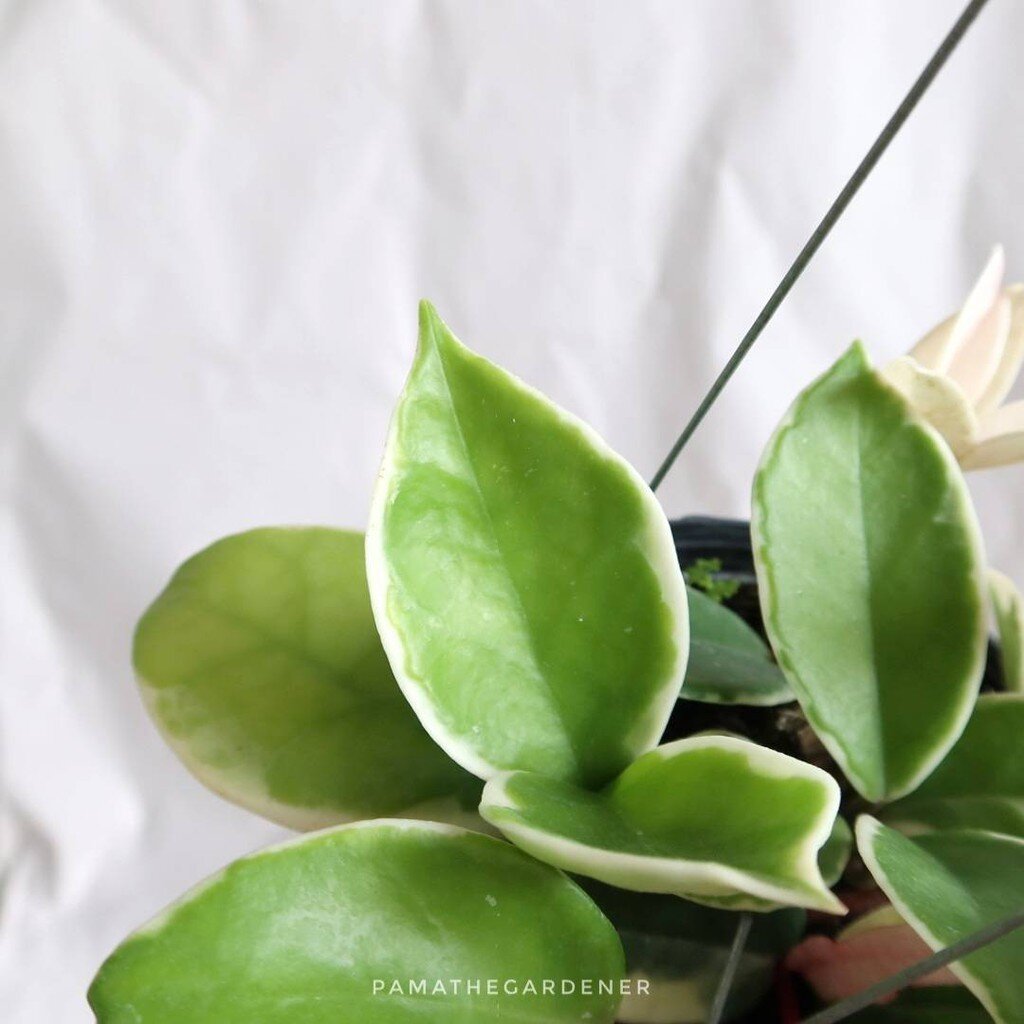 มุมมอง 2