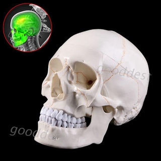 Life Size Human Skull Model Anatomical Anatomy Medical Teaching Skeleton Head Studying Teaching Supplies OBNE