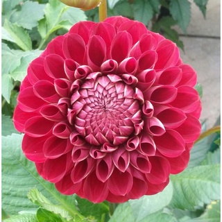 1 หัว/ออเดอร์ รักเร่ Dahlia สายพันธุ์ Red Ball หัวรักเร่ ดอกไม้ หัวหน่อ เหง้า นำเข้า เนเธอร์แลน หัวสดใหม่