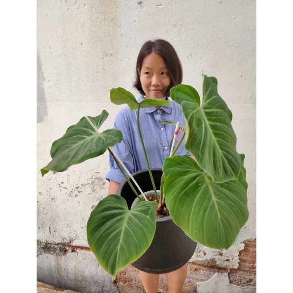 philodendron el choco red big size ไม้6ใบ