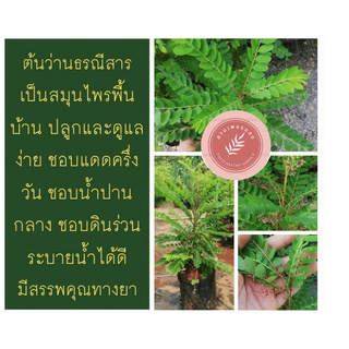 ต้นว่านธรณีสาร สูง40ซม. ราคา 65 บาทค่ะ**สินค้าขายดี**