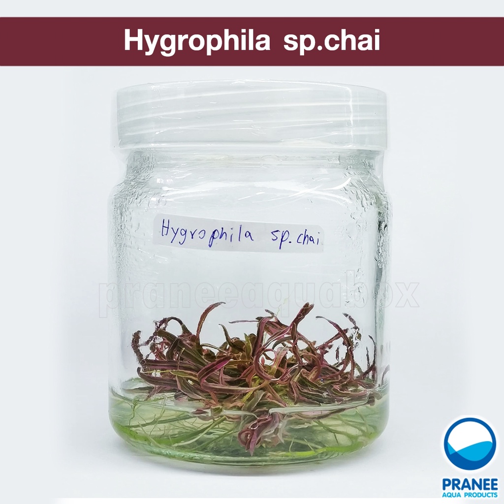 Hygrophila Pink Lady (Hygrophila sp. chai ) เนื้อเยื่อ (ต้นไม้น้ำ) ** กรุณาอ่านรายละเอียดก่อนสั่งซื้