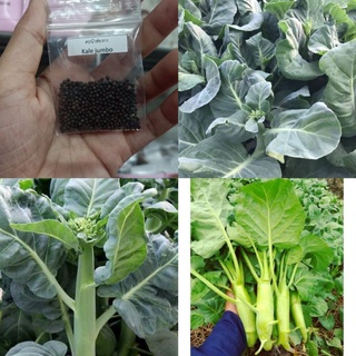 เมล็ดพันธุ์คะน้าฮ่องกง/จัมโบ้ 500 เมล็ด 15 บาท
