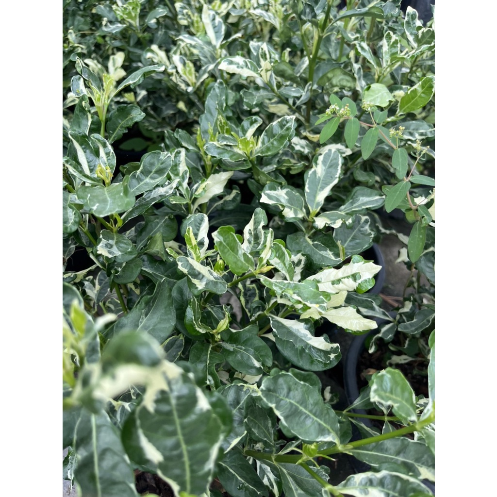 มุมมอง 2