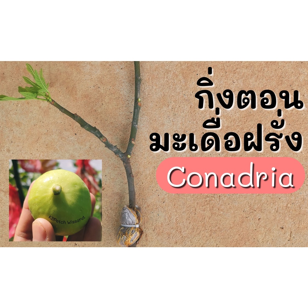 กิ่งตอนมะเดื่อฝรั่ง (Conadria) 1 กิ่ง