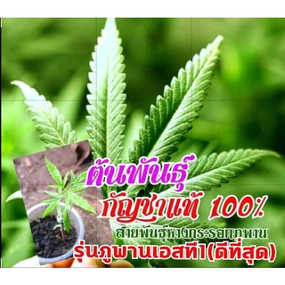 ‼️ต้นพันธุ์กัญชาแท้100%‼️สายพันธุ์พิเศษ​🌿กระรอกภพานเอสที1‼️เพาะจากเมล็ดพันธุ์เพศเมียแท้100%‼️ราคาถูกสุด‼️