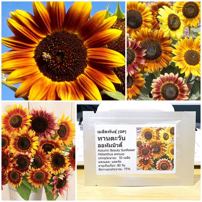 เมล็ดพันธุ์ ทานตะวัน แมมมอธ (Mammoth Grey Stripe Sunflower Seed) บรรจุ 20 เมล็ด คุณภาพดี ของแท้ 100%