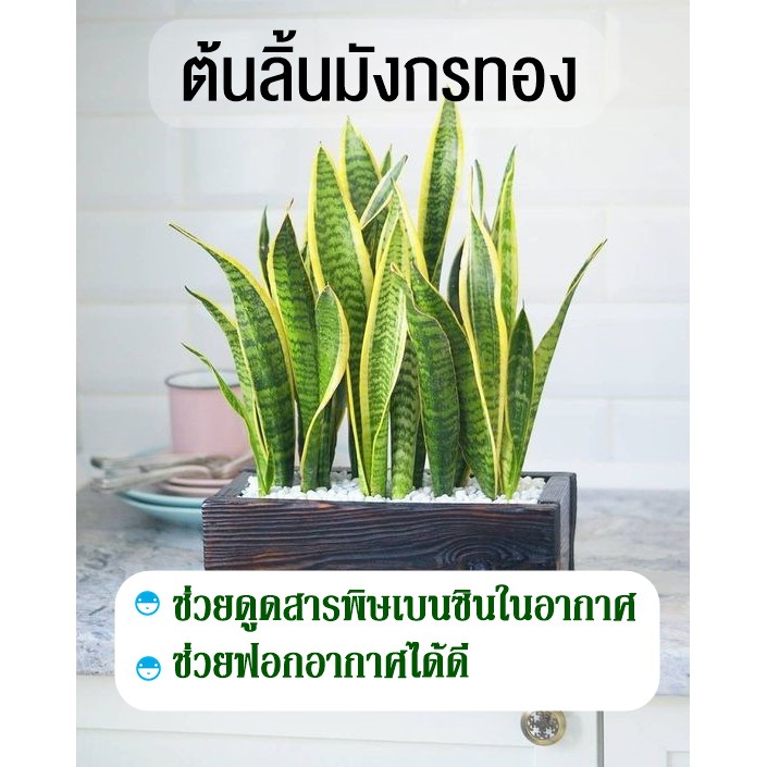 ต้นลิ้นมังกร(ขอบเหลือง)แบบเหง้า มี2-5ใบ ฟอร์มสวย ไม้ฟอกอากาศ