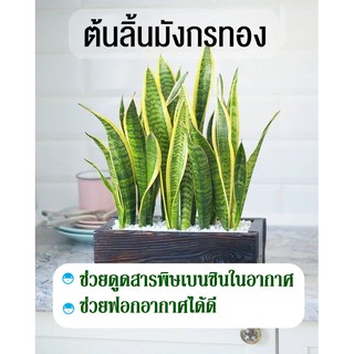 ต้นลิ้นมังกร(ขอบเหลือง)แบบเหง้า มี2-5ใบ ฟอร์มสวย ไม้ฟอกอากาศ