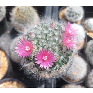 💥แมมขนแมว💥Mammillaria bocasana หลายขนาด ไม้เมล็ด ต้นแคคตัส ต้นกระบองเพชร (กรุณาอ่านรายละเอียดก่อนทำการสั่งซื้อครับ)