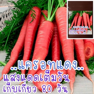 เมล็ดพัน​ธุ์​ แครอทสีแดง​ 35เมล็ด