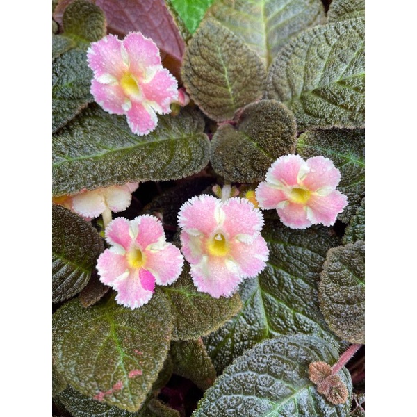 พรมญี่ปุ่น พรมกำมะหยี่ สตาร์ดอกมีสีชมพูเป็นเอกลักษณ์เฉพาะสายพันธุ์ Episcia Star ต้นไม้ประดับ ตกแต่งห้อง ตกแต่งคอนโด
