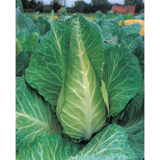 เมล็ดพันธุ์ กะหล่ำปลี เออรี่เจอซี่เวคฟิลด์ รูปหัวใจ(Early Jersey Wakefield Cabbage Seed) บรรจุ 400 เมล็ด