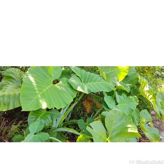 ☘️บอนหูช้าง (Giant Elephant Ear / Colocasia gigantea) เป็นไม้ตระกูลอโลคาเซีย ส่งแบบหน่อ/ตัดใบส่ง ชุดละ2