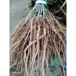 เหง้าสักทองแบบชำ100เหง้า150บาท