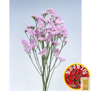 [Plantfilled] Limonium Pastel Shades Flower Seeds - Approx. 5 Seeds苹果/花园/木瓜/上衣/头饰/香菜/儿童/生菜/鲜花/seeds/ SSP4