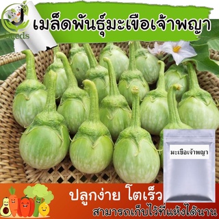 เมล็ดพันธุ์ มะเขือเจ้าพระยา (Eggplant Chao phaya) 240 เมล็ด ปลูกง่าย ปลูกได้ทั่วไทย #เมล็ดผัก