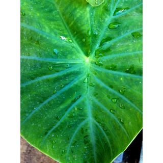 Alocasia Elephant Ear (น่าสะสมหายากสวยแปลกดีมาก)