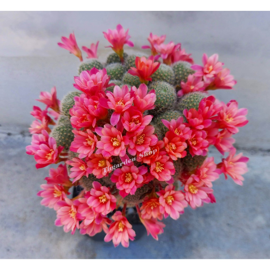 7หน่อ50.- ขายหน่อกระบองเพชร สายพันธุ์รีบูเทีย (Rebutia Hoffmannii)