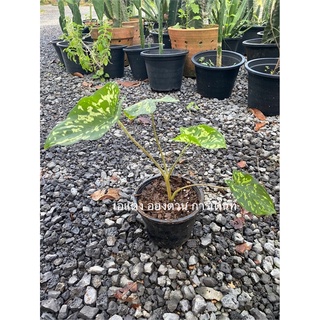 บอนเสือพราน Colocasia Hilo Beauty ทักดูฟอร์มได้ค่ะ