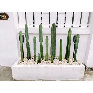 กระบองเพชร คอนโดนางฟ้ายักษ์ ตัดตอต้นสด