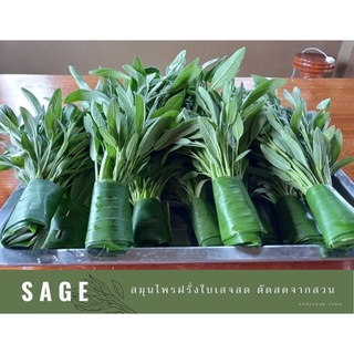 Fresh sage herb ใบเสจสด เสจเขียว ตัดสดจากสวน (gardening sage)