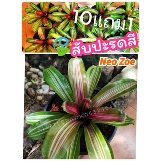 ต้นสับปะรดสี​ นีโอ  Cryptanthus​ Neo​ Zoe  ไม้ประดับ​ สมุนไพร​  ต้นไม้ ฟอกอากาศ สวน  จัดสวน แต่งบ้าน สวนตรัว