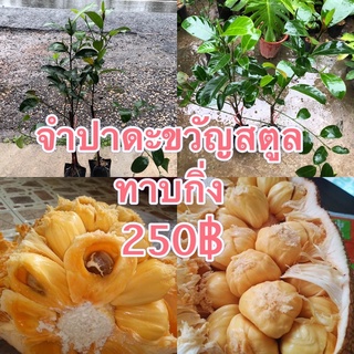 จำปาดะขวัญสตูลทาบกิ่งแท้ สูง 90-100 cm