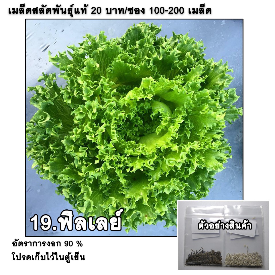 เมล็ดผักสลัด ฟิลเลย์ ถูกสุด 100-200 เมล็ด มีคู่มือ