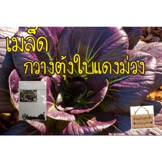 เมล็ดพันธุ์ กวางตุ้งฮ่องเต้สีม่วง 50 เมล็ด(Tapai Red Pak Choi Seed)