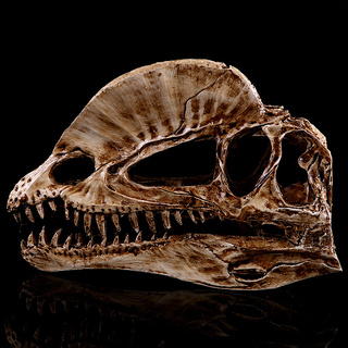 JAPAN โมเดล กะโหลกผี ไดโนเสาร์ Dinosaur เรซิ่น Resin Skull ตกแต่งบ้าน ปาร์ตี้ฮาโลวีน Halloween Gift Limited edition