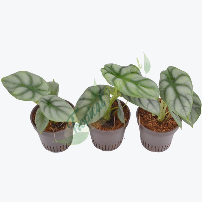 Alocasia silver dragon - fonfonnobita - ThaiPick