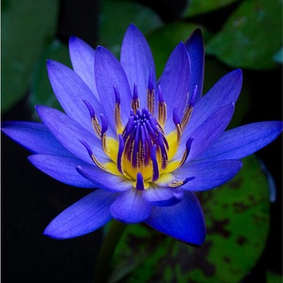 100 เมล็ด เมล็ดบัว สีน้ำเงิน นำเข้า บัวนอก สายพันธุ์เมล็ดบัว Waterlily Nymphaea Seeds