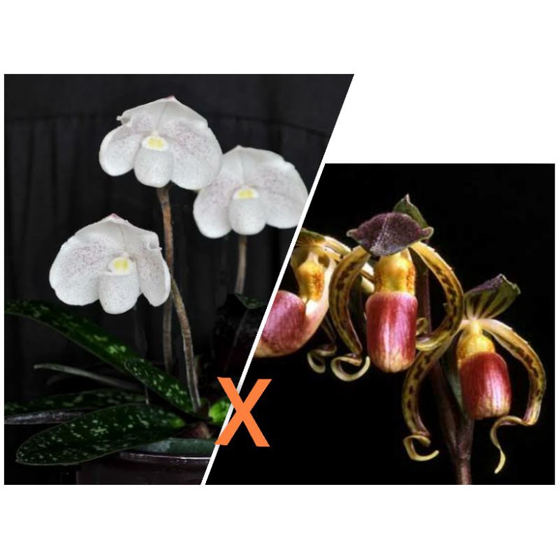 Paph.niveum ' PS D47x Paph.gigantifolium