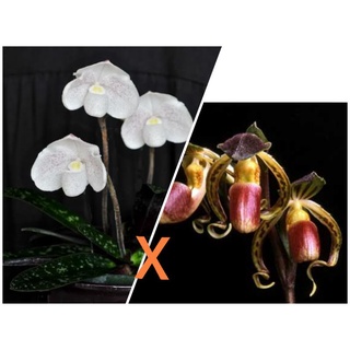 Paph.niveum  PS D47x Paph.gigantifolium