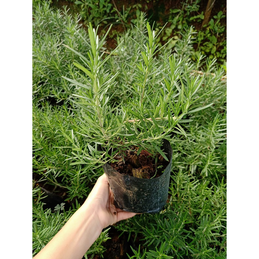 โรสเเมรี่ ออแกนิก สมุนไพรฝรั่ง64บาท