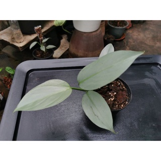 philodendron silver sword ฟิโลเดนดรอน​ ดาบเงิน