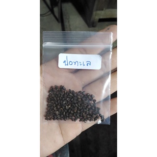 เมล็ด​พันธุ์​ปอทะเล50บาทบรรจุ​200​เมล็ด​