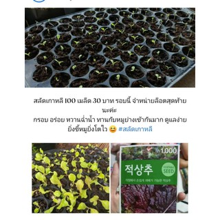 สลัดเกาหลี 100 เมล็ด 30 บาท พร้อมส่งจ้าาาา