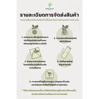 ต้นโกสนพันธุ์ ราศีพิจิก ไซส์ใหญ่ กระถาง 8" สูง 30-40 เซนติเมตร ซื้อ 10 แถม 1 (จัดส่งแบบถอดกระถาง+รับประกันสินค้า)