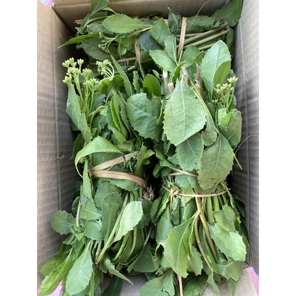 ขลู่ ขลู่สด ก้านและใบสด 1/2 กก สมุนไพรสด​ เอาไปทำยารักษาโรค​ สำหรับท่านที่ต้องการสมุนไพรสดๆ