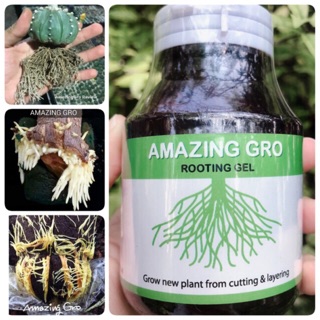 Amazing Gro ขวดใหญ่150ml เจลเร่งราก สูตรเข้มข้นได้ผลจริง น้ำยาเร่งราก Rooting gel เร่งราก