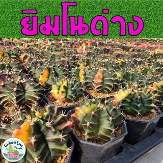 ยิมโนฯ ด่าง (10ฟรี 1) Gymnocalycium แคคตัส กระบองเพชร