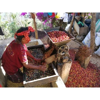 ANNIE - Guatemala Huehuetenango Washed คั่วอ่อน