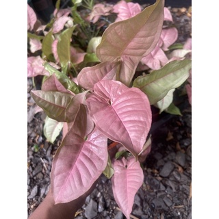 Syngonium podophyllum Neon Robusta ออมชมพู เงินไหลมาชมพู ไม้ประดับสวยๆ