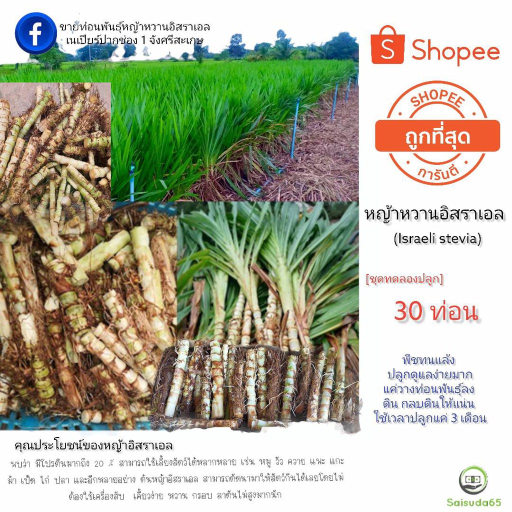 ท่อนพันธุ์หญ้าหวาน​อิสราเอล​ จำน​วน​ 30 ท่อน​ ราคา​ 59 บาท