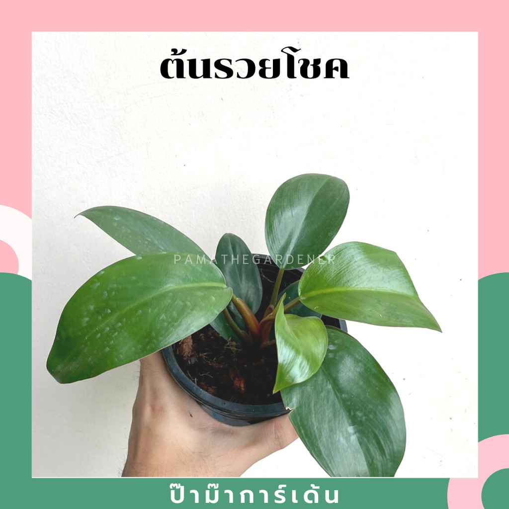 ต้นรวยโชคในกระถางฟิโลเดนดรอนก้านแดง