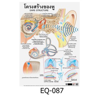 โครงสร้างของหู EQ-087 สื่อโปสเตอร์ภาพ กระดาษ หุ้มพลาสติก