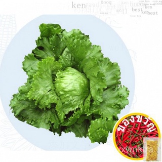 เมล็ดผักกาดหอมไอซ์เบิร์ก/iceberg lettuce seeds/seeds seeds seeds seeds (100เมล็ด) เมล็ด 9TI8